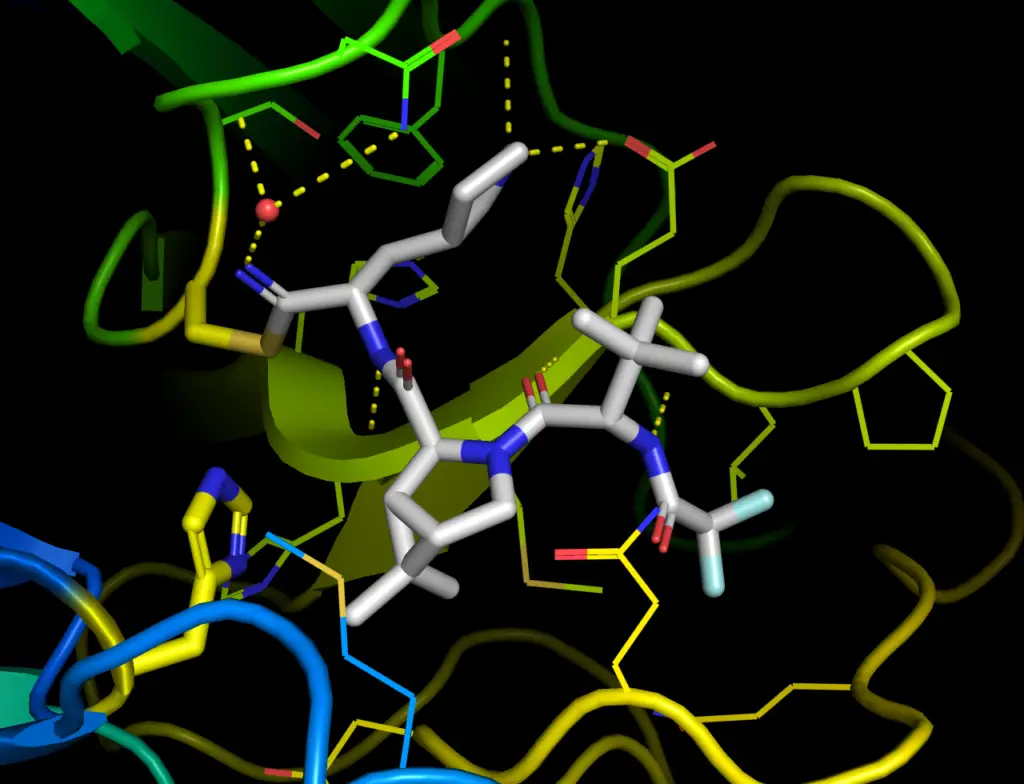 X-ray crystallographic structure of a protein, illustrating the structural biology methods used in peptide research